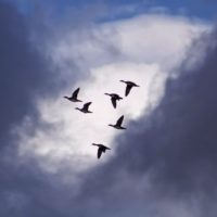 six flying birds under white clouds at daytime