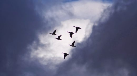 six flying birds under white clouds at daytime